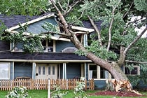 Tree_Fallen_on_House